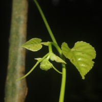 Cissus lonchiphylla Thwaites